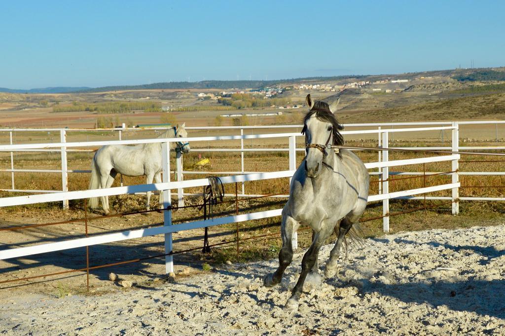 Rural Reillo Alojamientos Rurales Zewnętrze zdjęcie