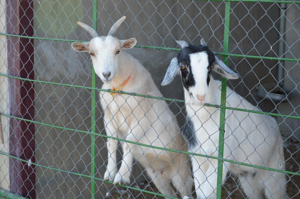 Rural Reillo Alojamientos Rurales Zewnętrze zdjęcie